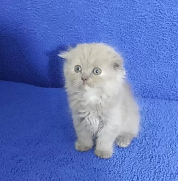 İstanbul İçi 7/24 Adrese Teslim Scottish Fold Longhair
