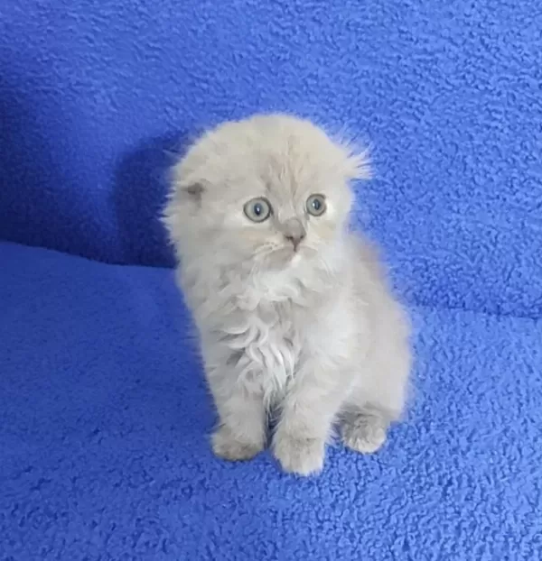 İstanbul İçi 7/24 Adrese Teslim Scottish Fold Longhair
