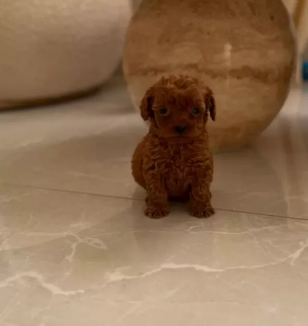 Ruhsatli Köpek Çiftliğinden Toypoodle Yavrularimiz