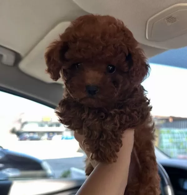 Toypoodle Minik Yavrularimiz