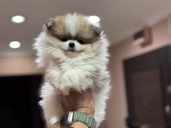 Petmode Köpek Çiftliğinden Teddy Pomeranian Boo