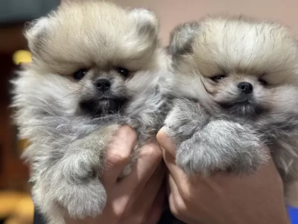 Petmode Köpek Çiftliğinden Teddy Pomeranian Boo