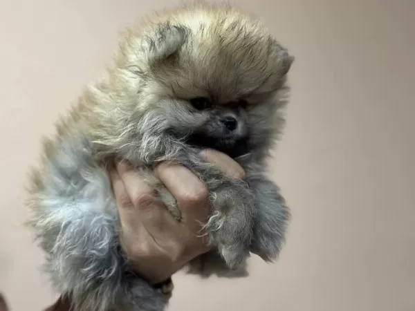 Petmode Köpek Çiftliğinden Teddy Pomeranian Boo