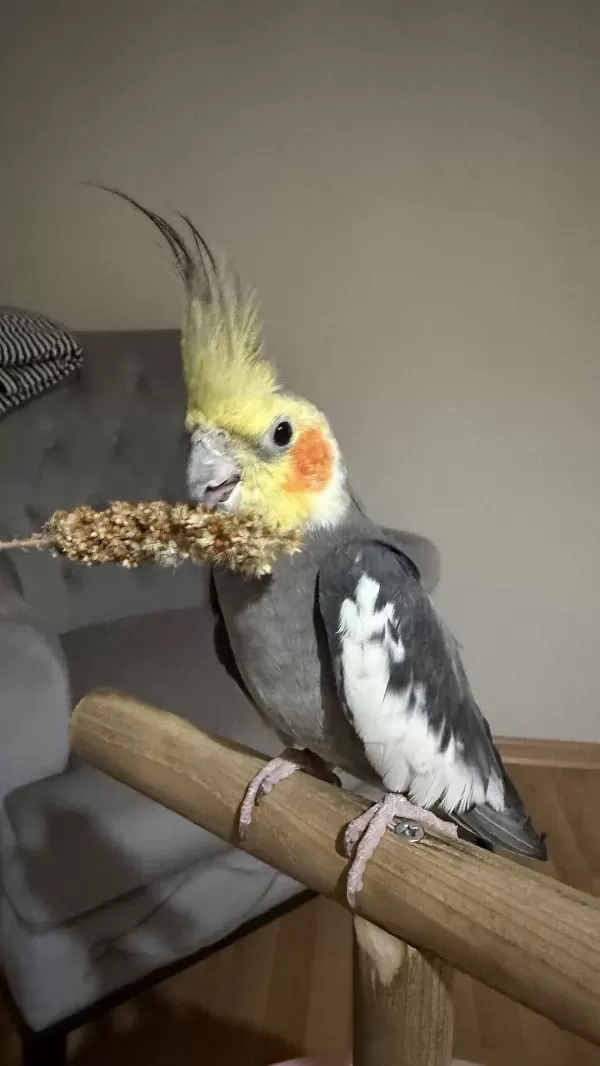 Sultan Papağanı 8 Aylık