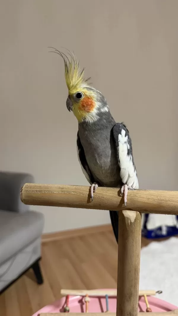Sultan Papağanı 8 Aylık