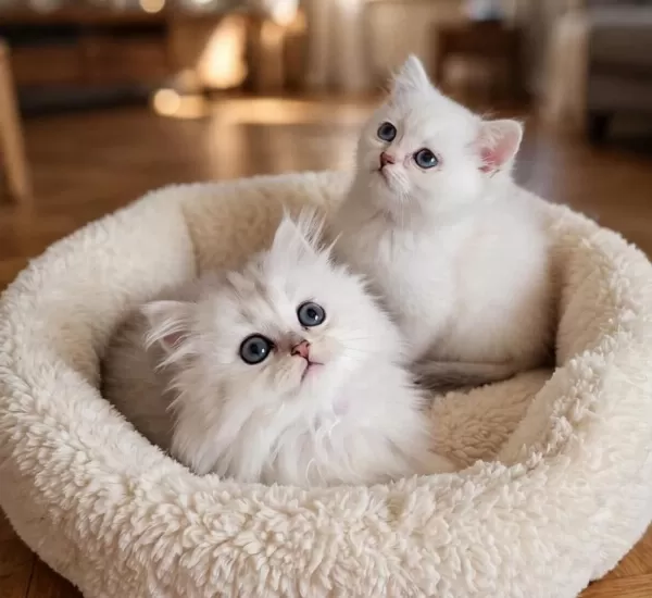 Silver British Longhair Erkek