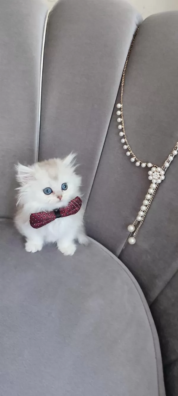 Silver British Longhair Erkek