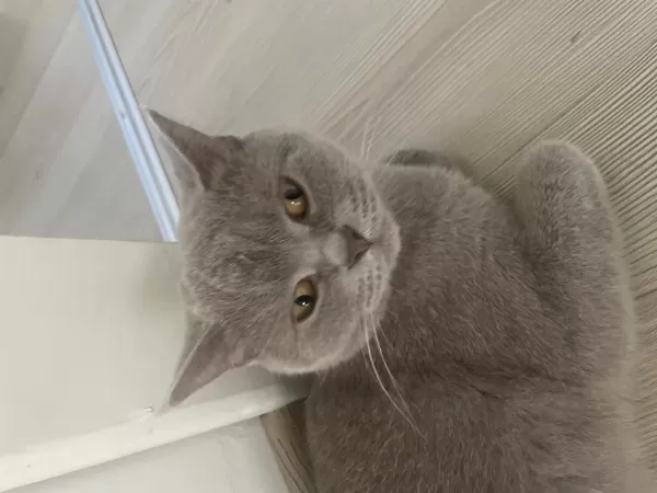 Çok Acil Sahiplendirme Kedimiz