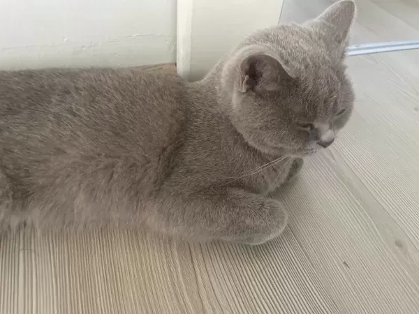 Çok Acil Sahiplendirme Kedimiz