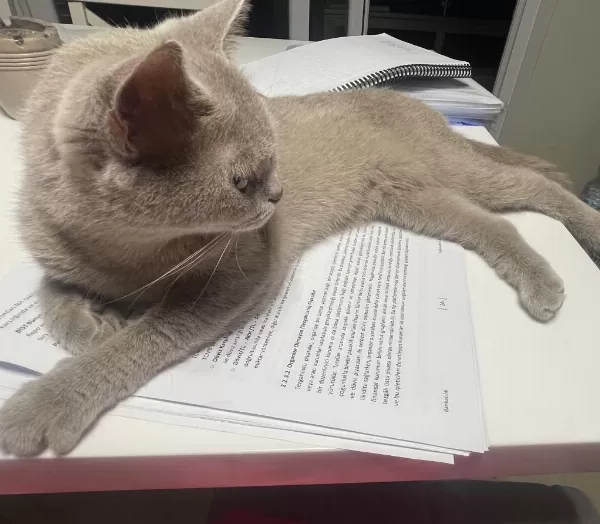 Çok Acil Sahiplendirme Kedimiz