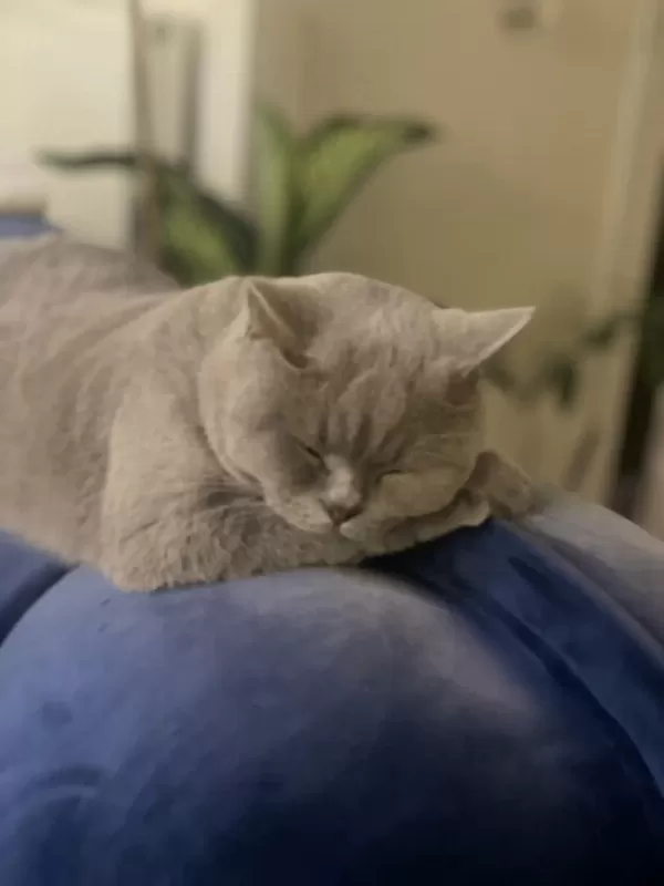 Çok Acil Sahiplendirme Kedimiz
