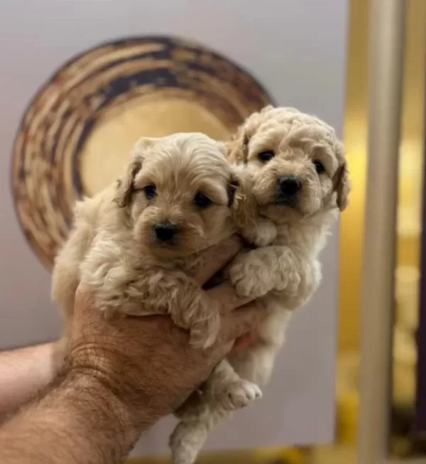 Toy Poodle Yavru Köpeklerimiz