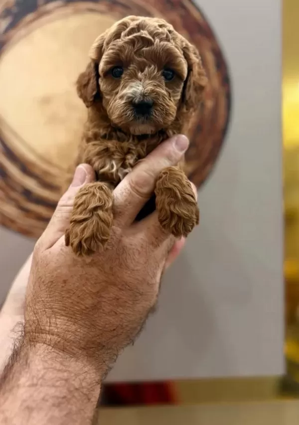 Toy Poodle Yavru Köpeklerimiz