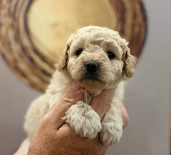 Toy Poodle Yavru Köpeklerimiz