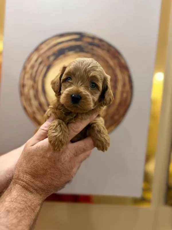 Toy Poodle Yavru Köpeklerimiz