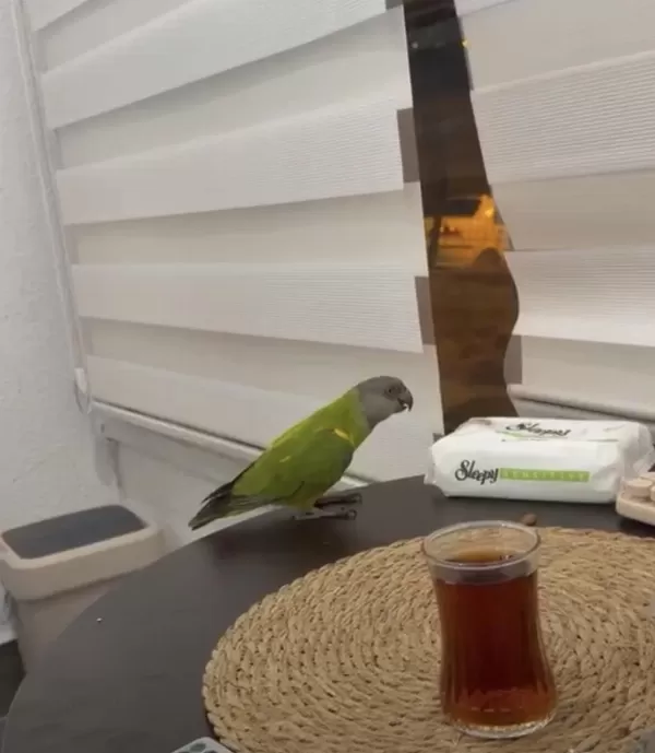 Full Evcil Oyuncu Tam Bir Oyun Hamuru Papağanımız