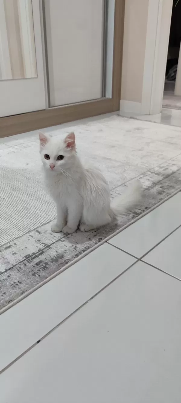 Harika Ankara Kedisi Beyaz