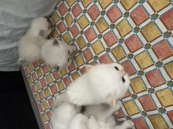 2 Aylık Yavru Kediler