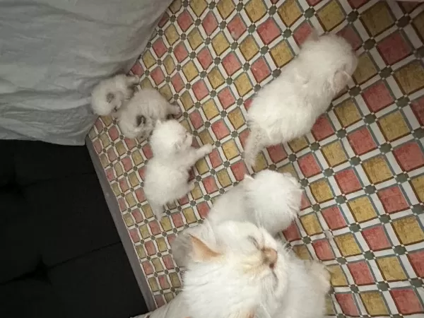 2 Aylık Yavru Kediler