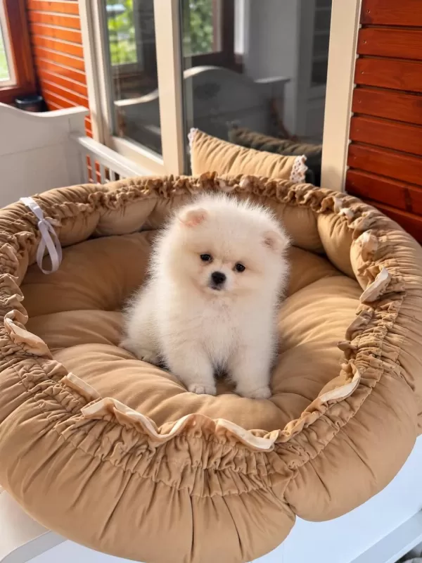 Pomeranian Boo Teddy Face