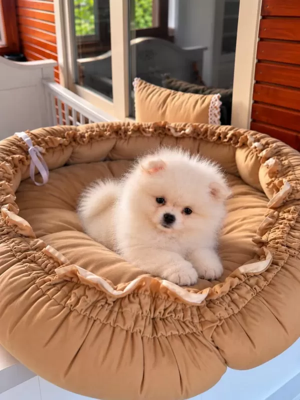Pomeranian Boo Teddy Face