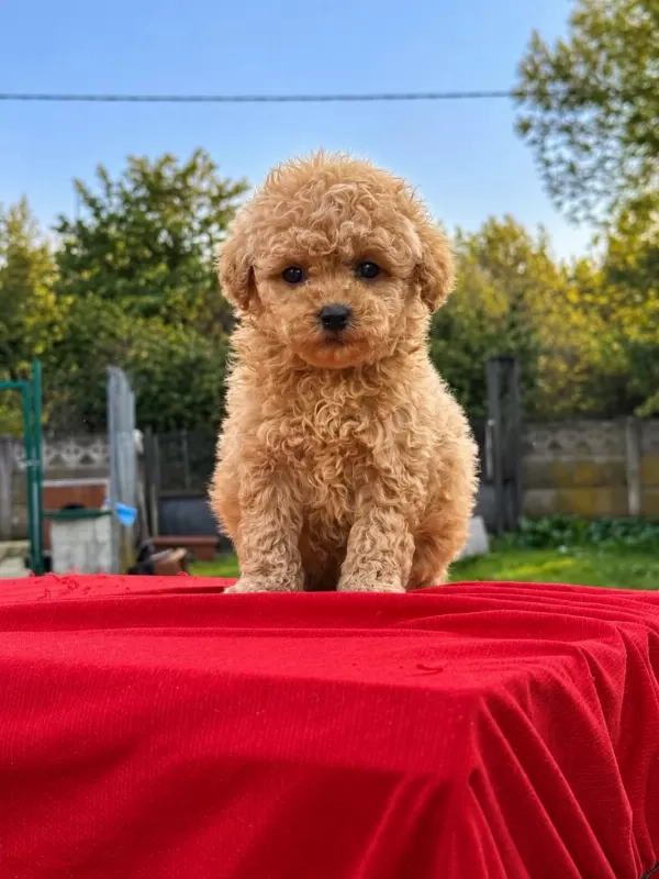 Üst Kalite Maltipoo Bebekler