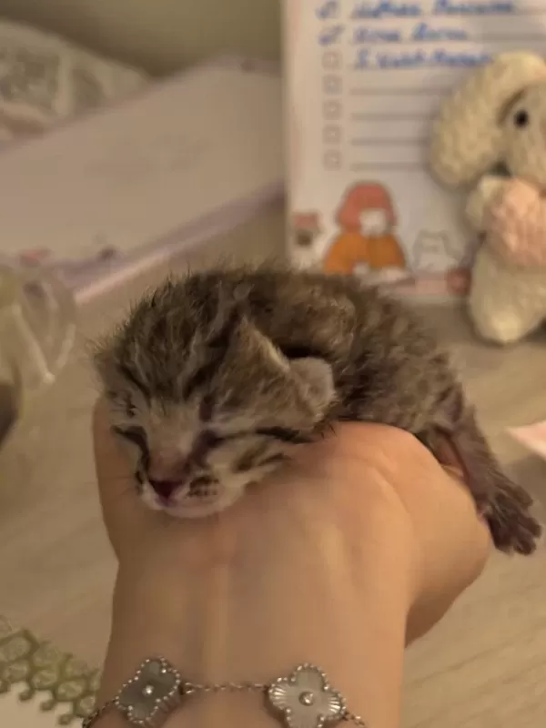 Minicik Bir Bebek Kedimiz