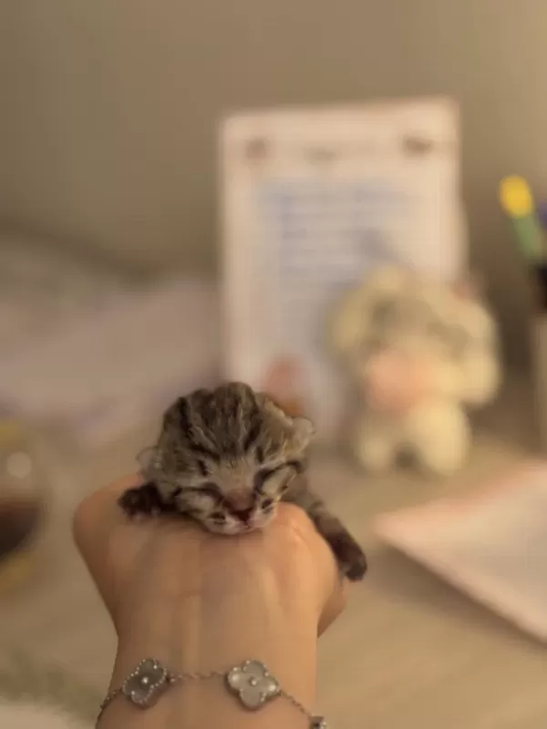 Minicik Bir Bebek Kedimiz