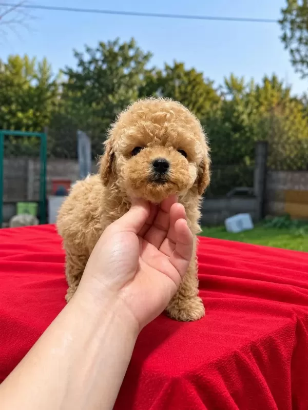 Üst Kalite Maltipoo Yavrularımız