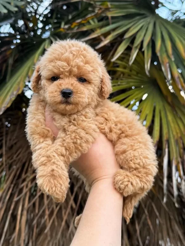 Üst Kalite Maltipoo Yavrularımız