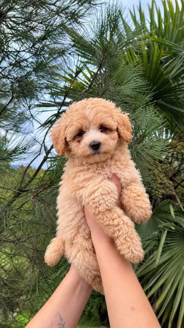 Üst Kalite Maltipoo Yavrularımız