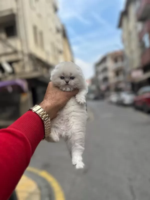 Koca Kafa Yavru Kediler Aa Kalite Safkandir