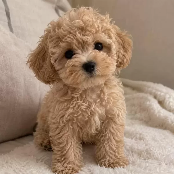 İrk Ve Sağlik Garantili Maltipoo