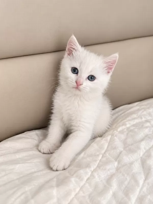 British Shorthair Oyuncu 2 Aylık Erkek Kedimiz