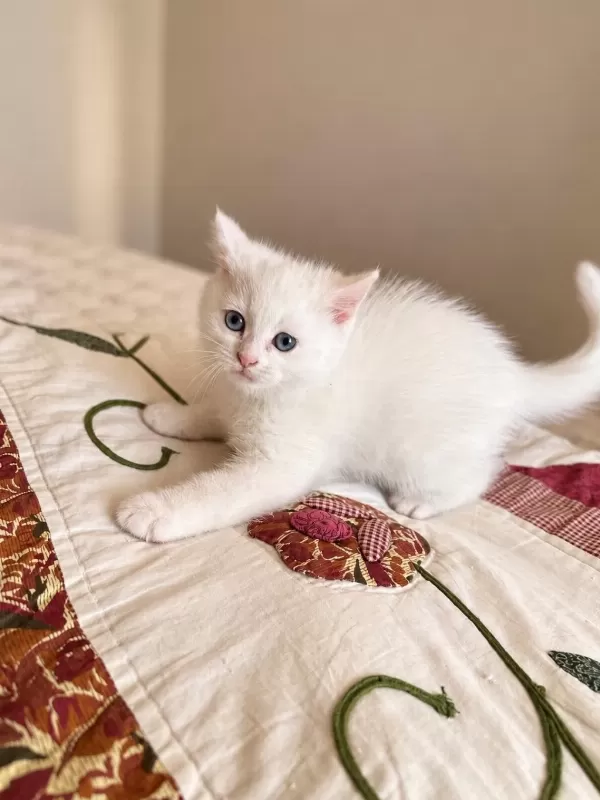 British Shorthair Oyuncu 2 Aylık Erkek Kedimiz