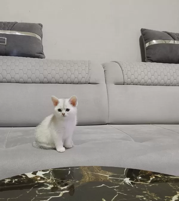 British Shorthair Erkek Bebiş