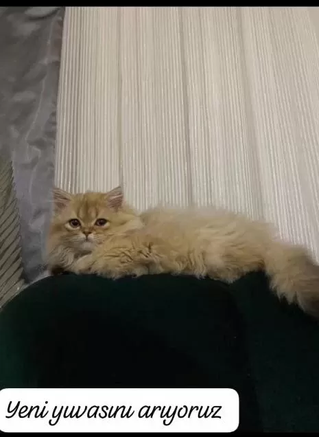 Tek Kalan 3 Aylık Kedim