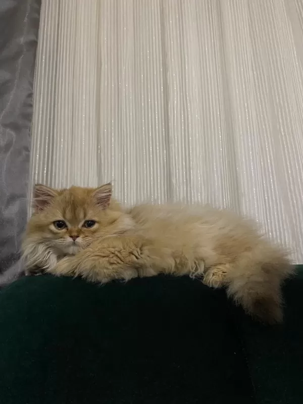 Tek Kalan 3 Aylık Kedim