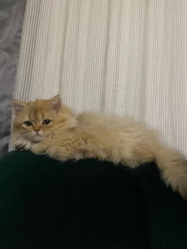 Tek Kalan 3 Aylık Kedim