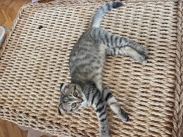 Scottish Fold Yavru Ücretsiz