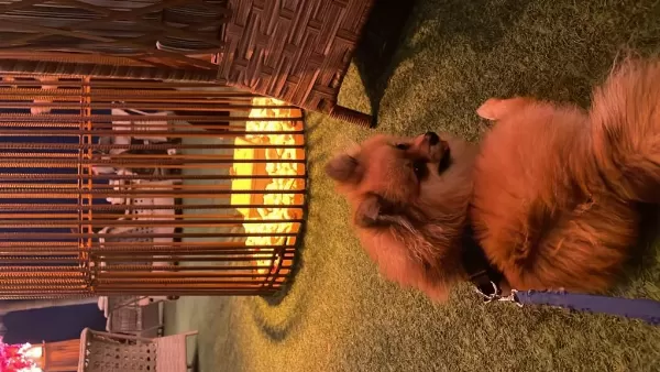 1.5 Yaşında Erkek Pomeranian