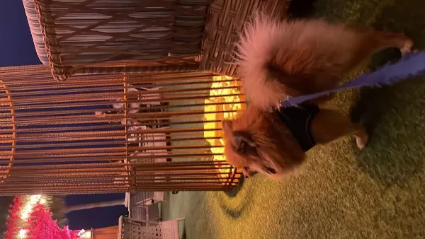 1.5 Yaşında Erkek Pomeranian