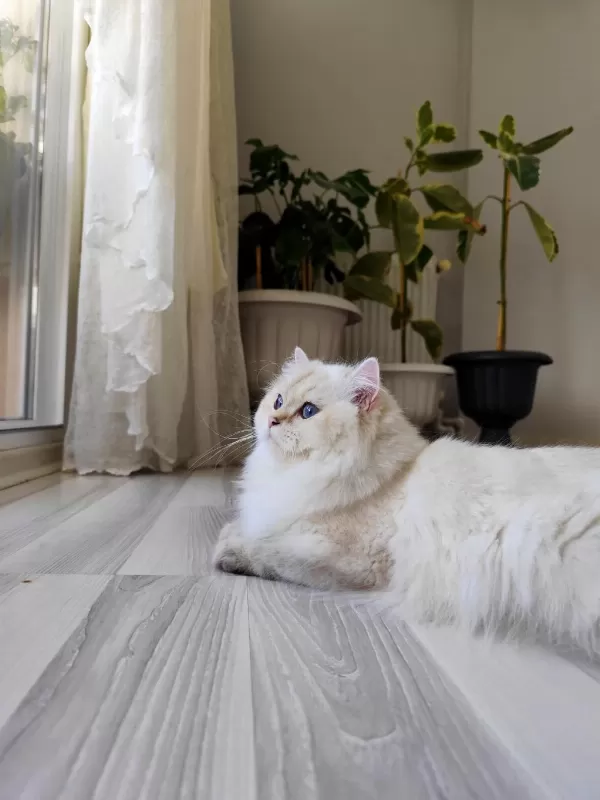 Prenses Kedimiz Yeni Yuvasını Arıyor