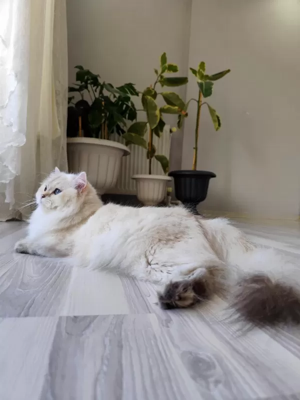 Prenses Kedimiz Yeni Yuvasını Arıyor