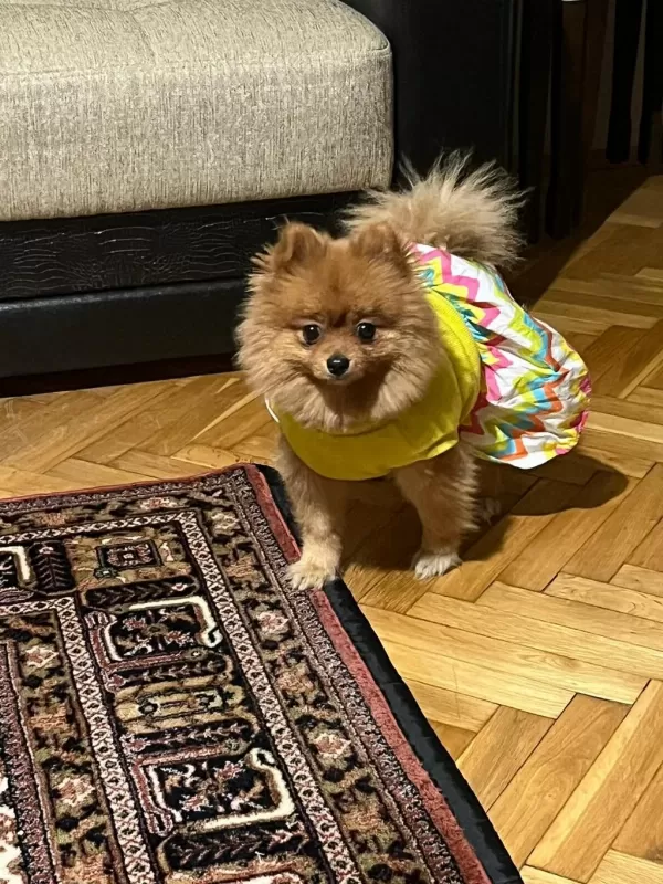 2 Yaşında Dişi Pomeranian