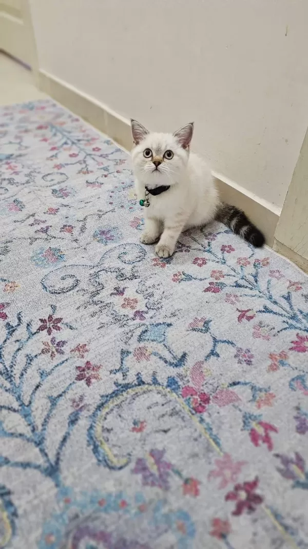 Dişi British Blue Point