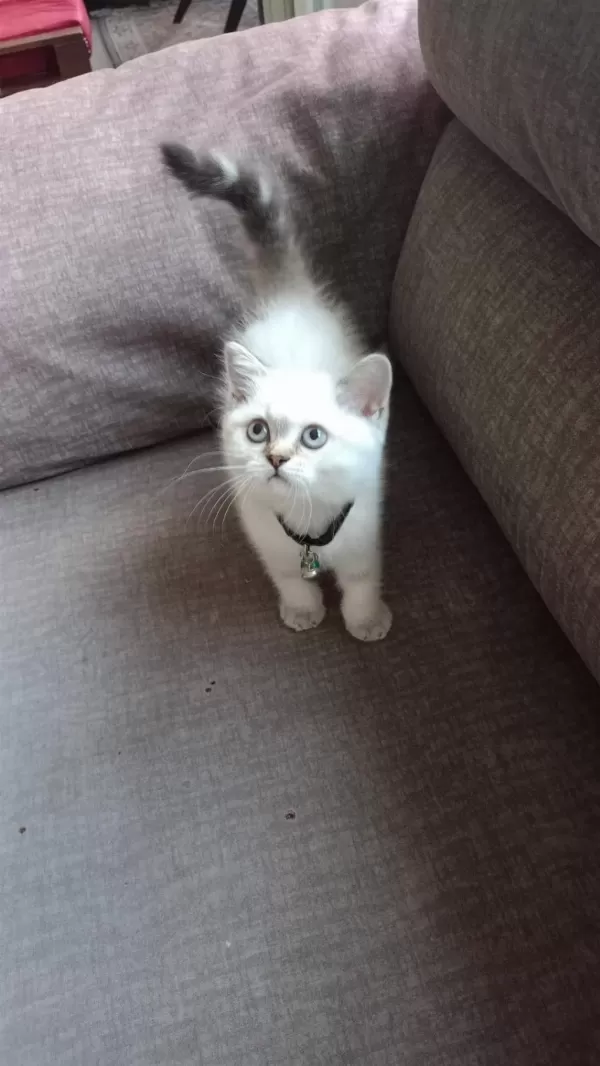 Dişi British Blue Point