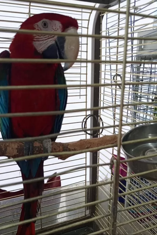 Red Green Macaw Papağanı