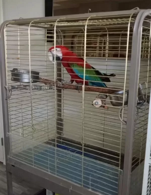 Red Green Macaw Papağanı