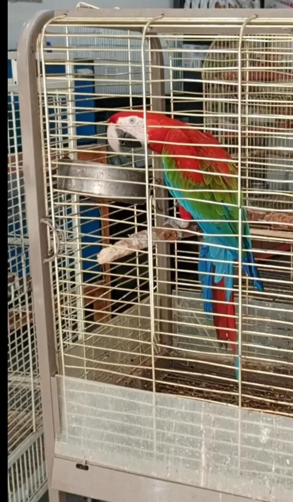 Red Green Macaw Papağanı